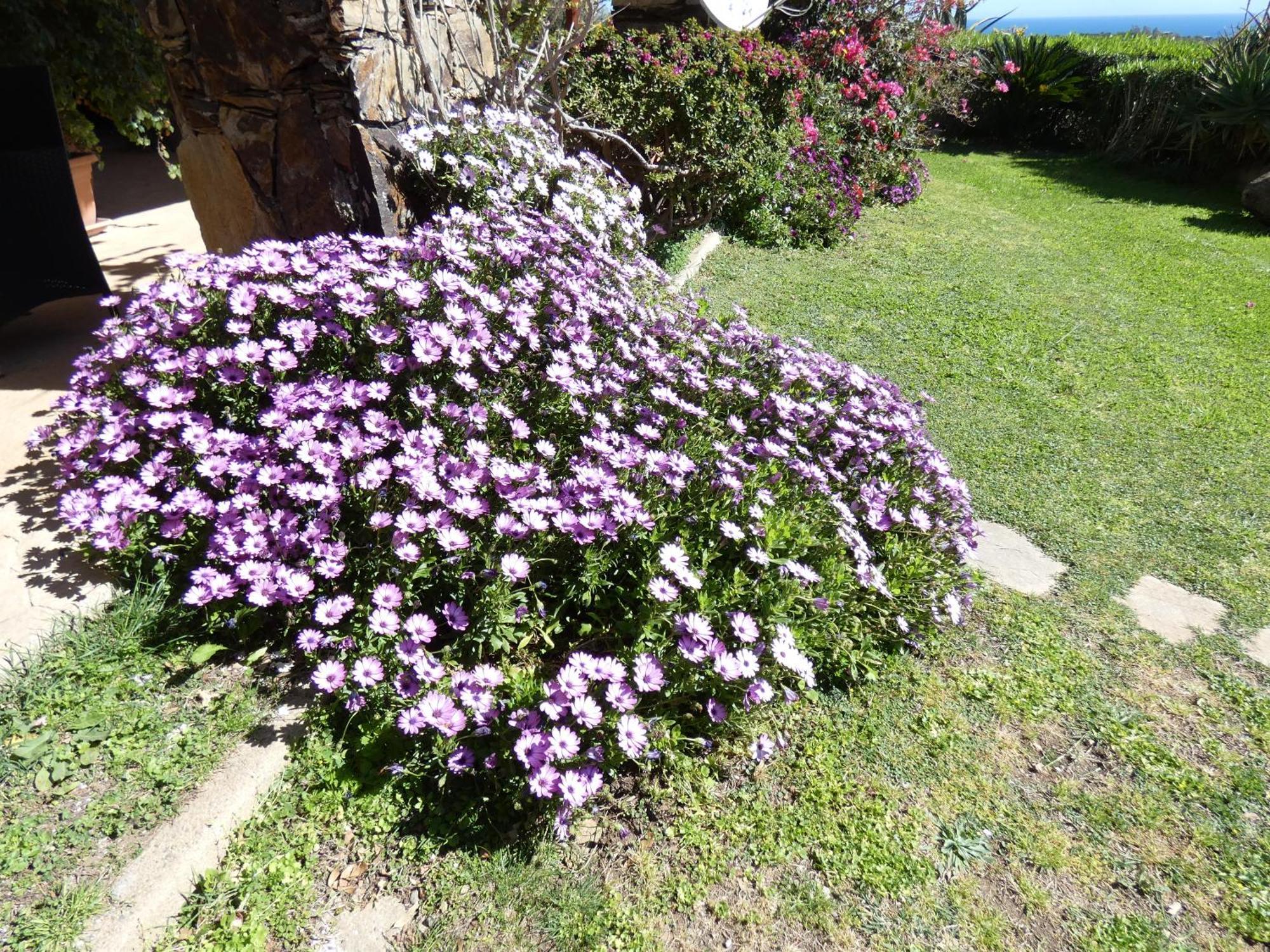 Comino Alto Agriturismo E Appartamenti Siniscola Exterior photo